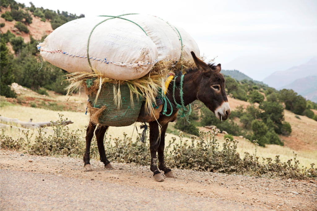 A donkey made to carry an unjust load, just as the author of the adjacent letter written to juvenile onset diabetes has been asked to carry much more than anyone ought to be expected. View the letter at www.deardiagnosis.com.