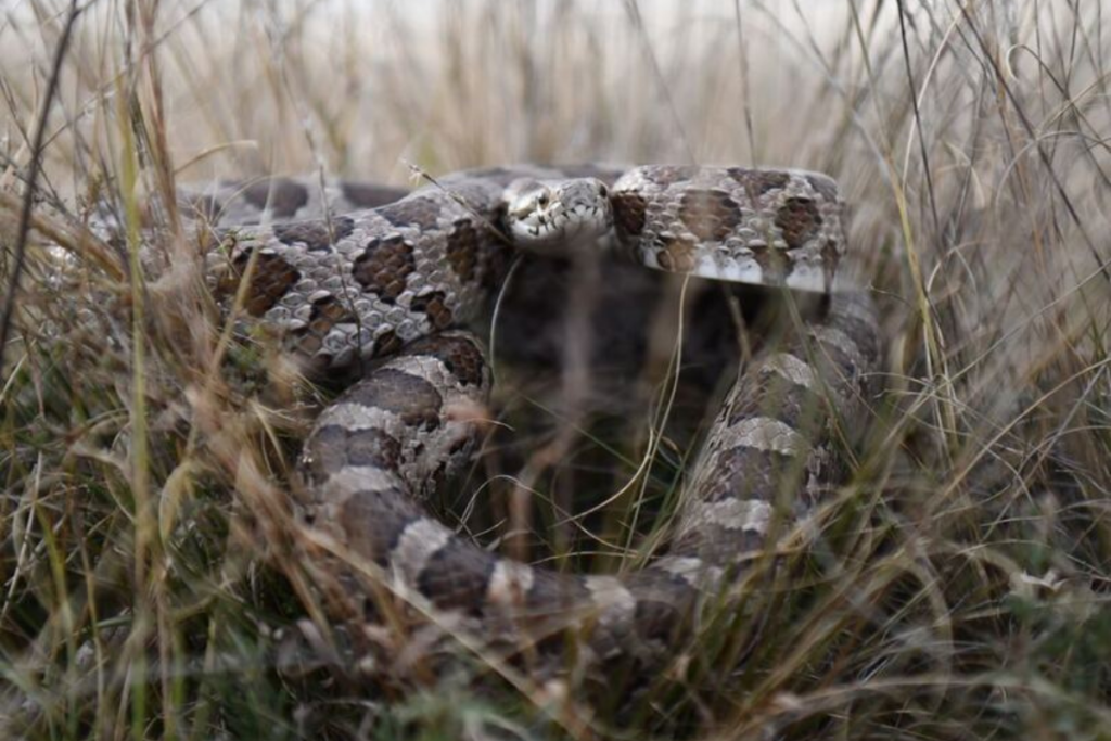 A snake in the grass, just like the back pain that plagues the writer of a letter posted to the Dear Diagnosis project.