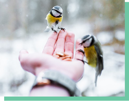 DiabetesSangha birds on a hand in snow